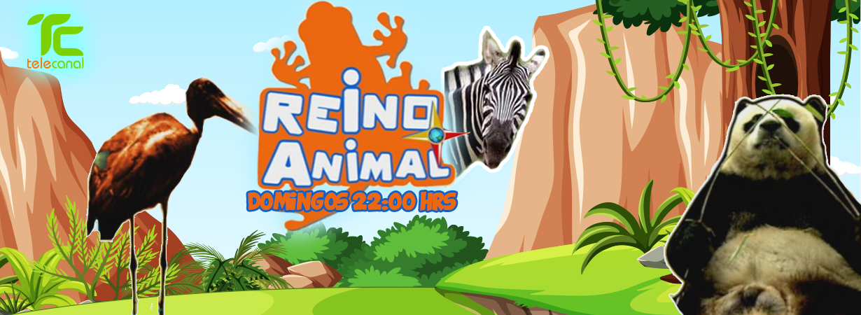 REINO-DOMINGO-22-HORAS